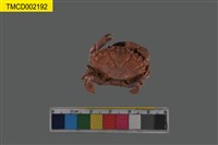 藏品(肉球皺蟹)的圖片